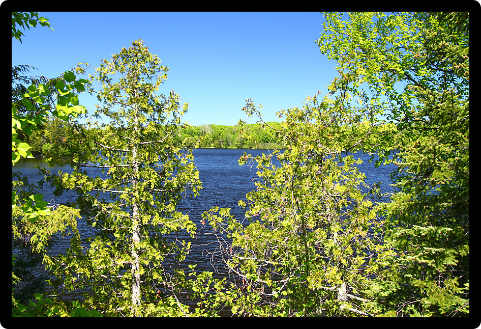 View through pine trees of Little Horsehead Lake in northern Wisconsin.