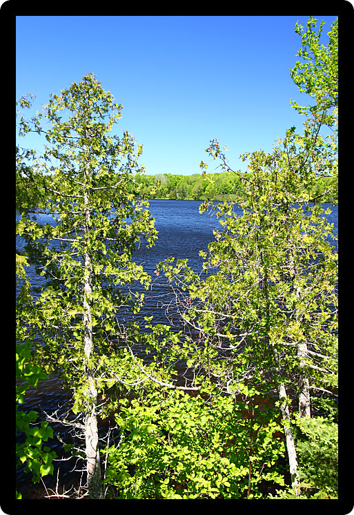 View through pine trees of Little Horsehead Lake in northern Wisconsin.