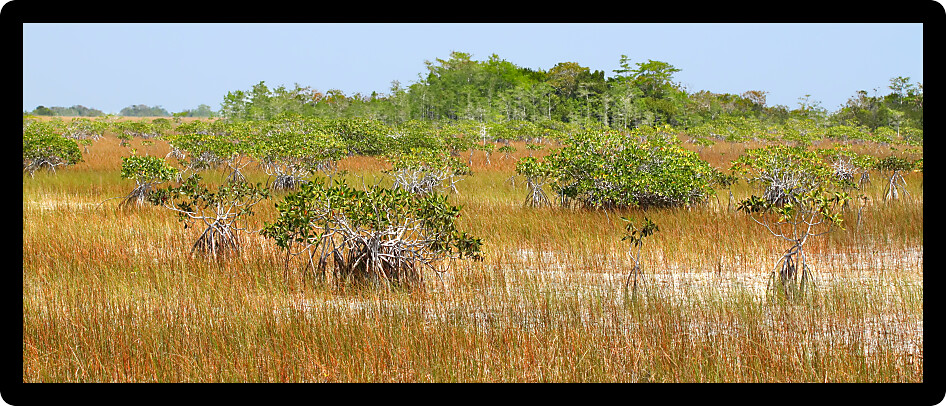 Mangroves in a parched landscape of Everglades National Park in the dry season.