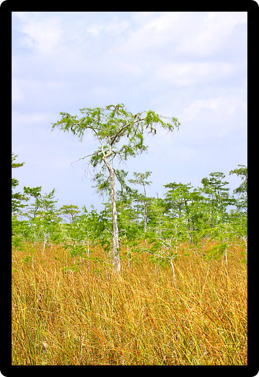 Vast expanse of the Everglades National Park in the dry season.