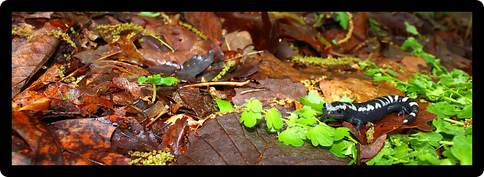 Marbled Salamander (Ambystoma opacum) out hunting after a heavy rain in Alabama.
