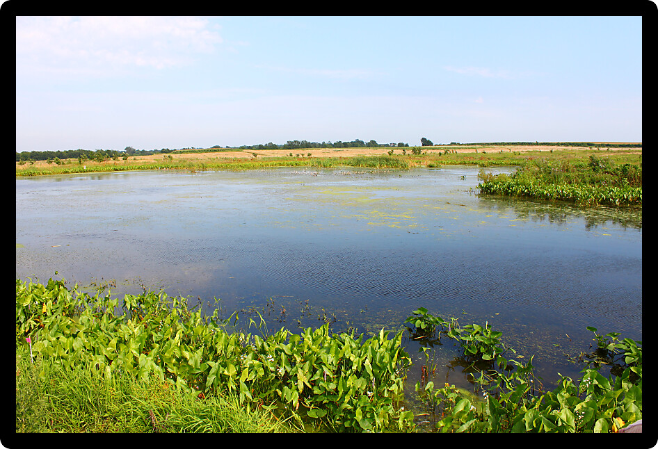 Calm wetland scene in the Midwest United States.