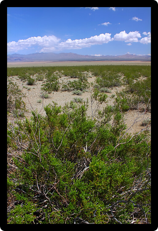 Dry landscape of the Mojave National Preserve in California.