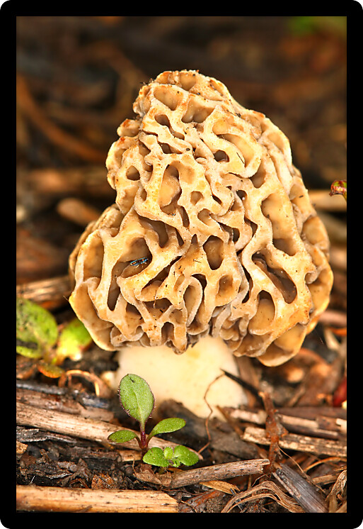 Morel mushroom grows in a prairie of northern Illinois.