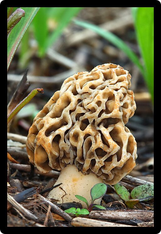 Morel mushroom grows in a prairie of northern Illinois.