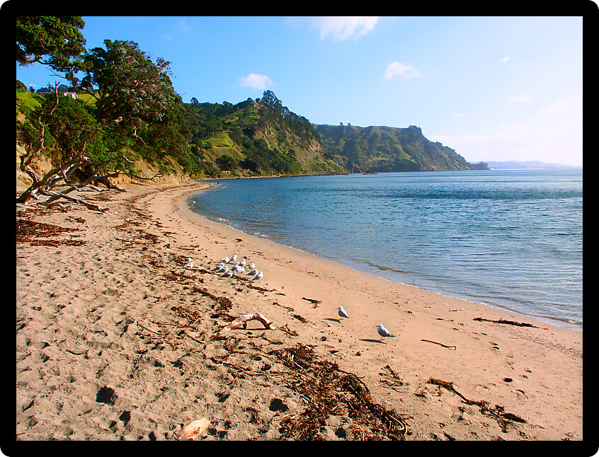 Beautiful day along a beach at Goat Island Marine Reserve of New Zealand.