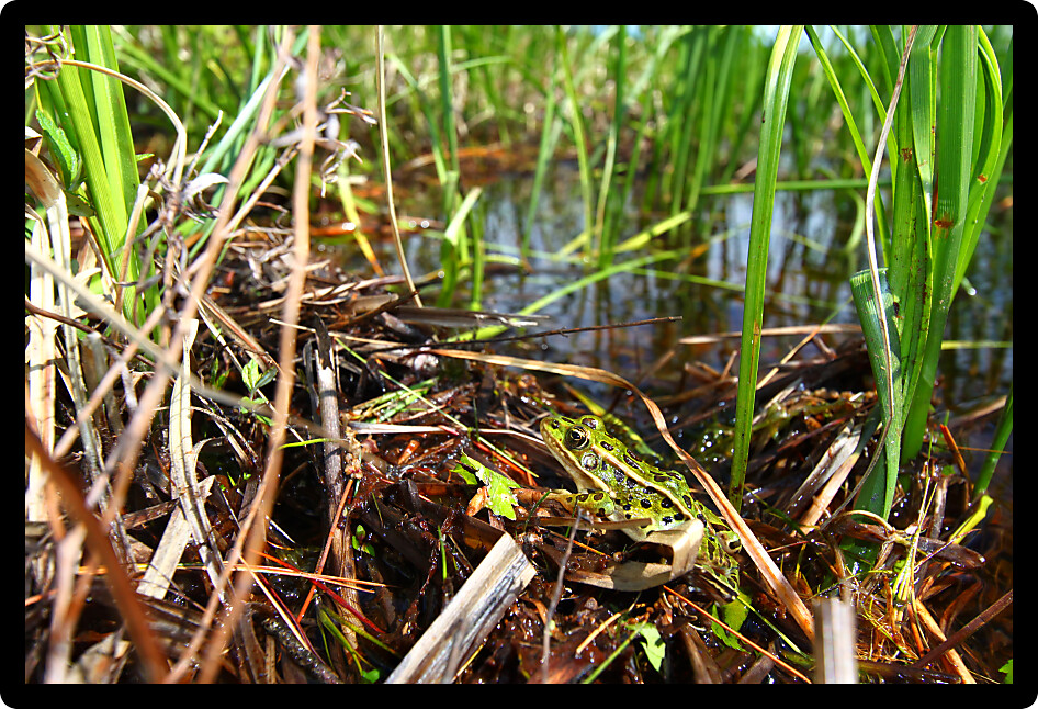 Northern Leopard Frog (Rana pipiens) at a lake in the northwoods of Wisconsin.