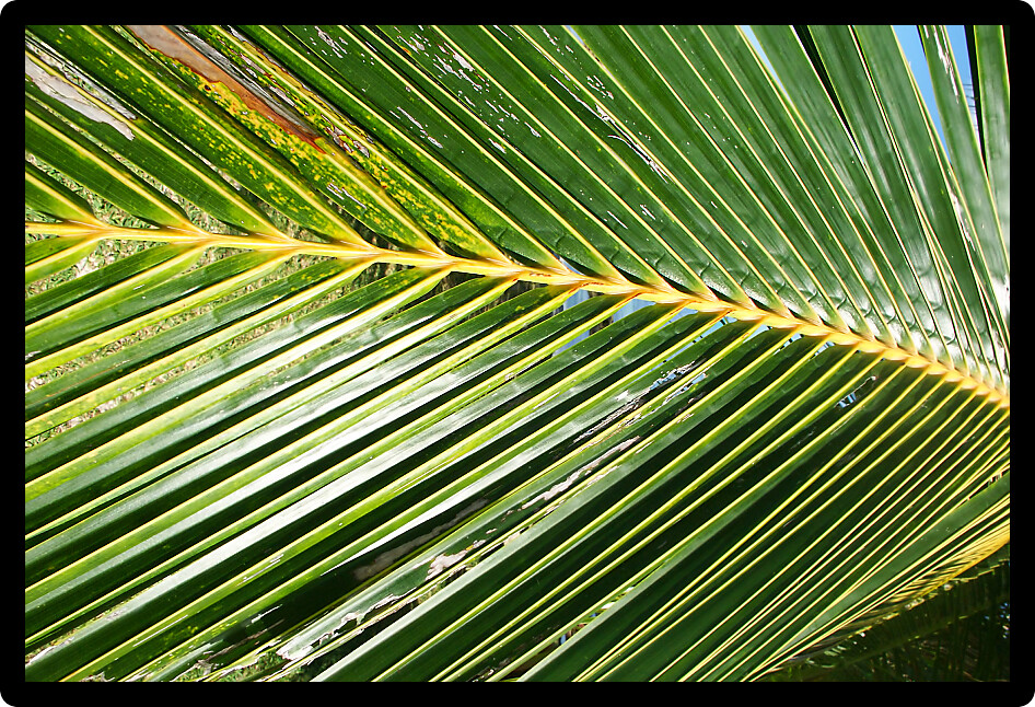Palm frond on the Pacific island of Moorea French Polynesia.