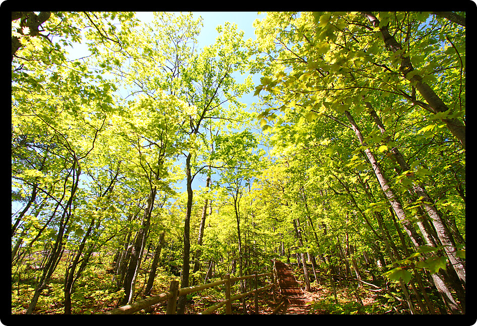 Beautiful spring foliage along the Escarpment Trail of Porcupine Mountains Wilderness State Park in Michigan.