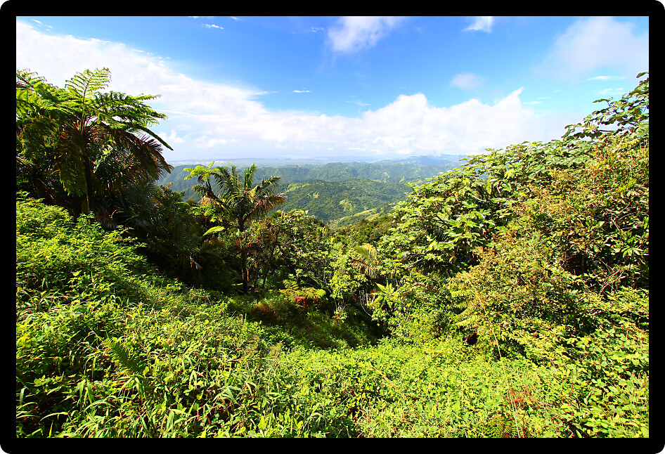 Beautiful view of the lush tropical forests of Puerto Rico.