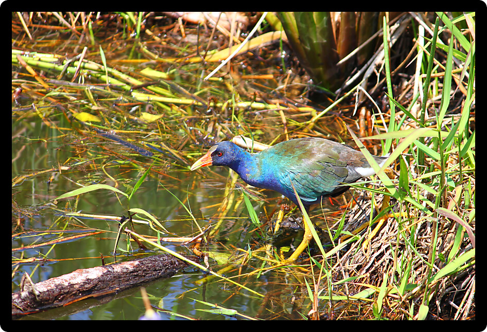 Purple Gallinule (Porphyrio martinica) in a wetland of the Everglades National Park Florida.