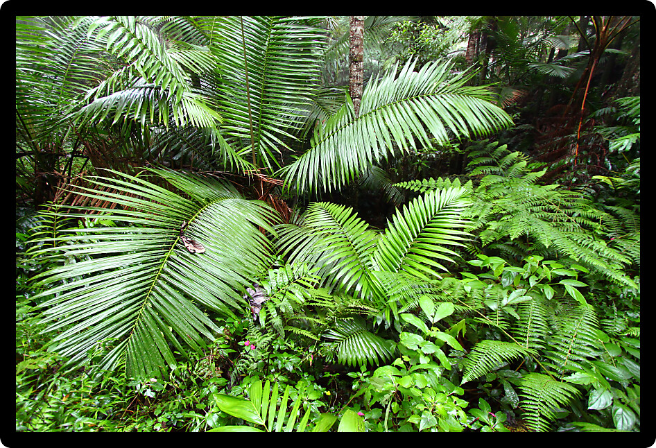 Lush Toro Negro Rainforest in the Cordillera Central region of Puerto Rico USA.