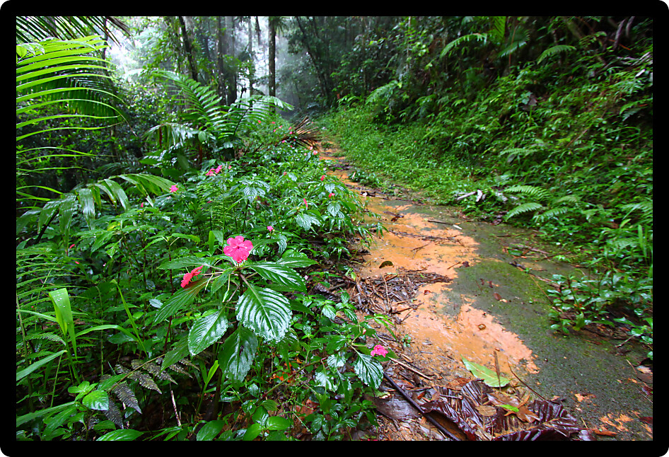 Path through the foggy Toro Negro Rainforest of Puerto Rico.