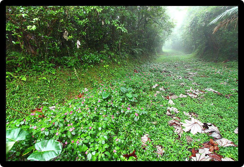 Path through the foggy Toro Negro Rainforest of Puerto Rico.