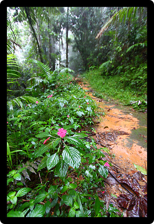 Path through the foggy Toro Negro Rainforest of Puerto Rico.