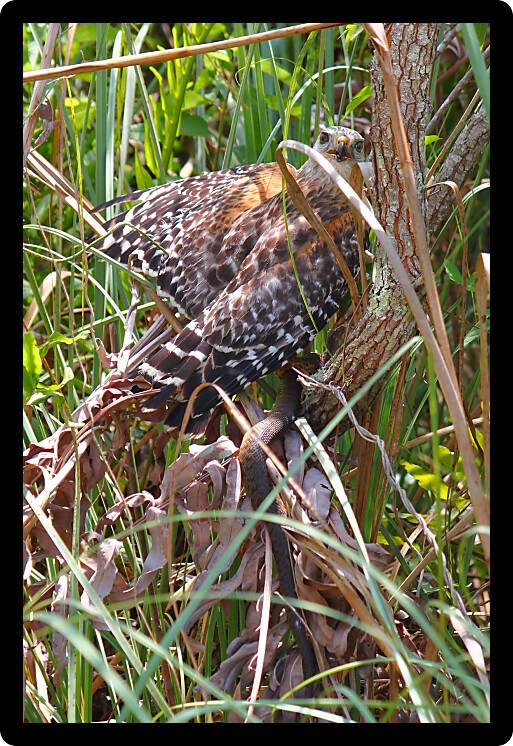 Red-shouldered Hawk (Buteo lineatus) with a captured snake in the Everglades National Park in Florida.
