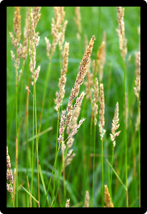 Reed Canary Grass (Phalaris arundinacea) grows thickly in a field of northern Illinois.