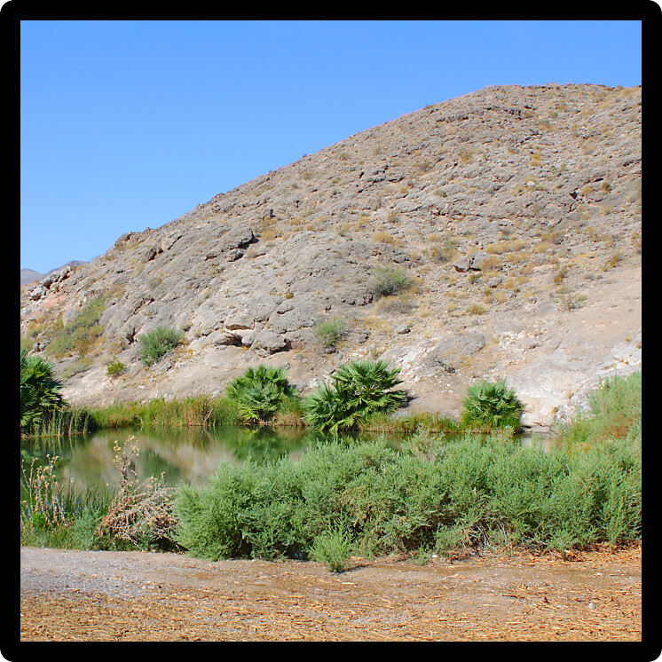 Vegetation grows in the arid desert near Rogers Spring Nevada.
