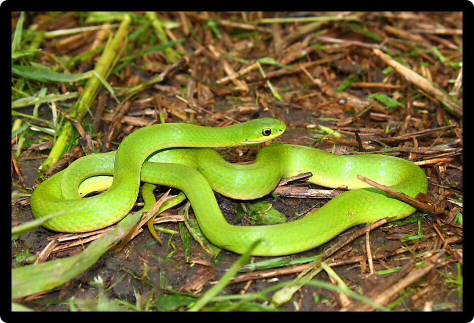 Beautiful Smooth Green Snake (Opheodrys vernalis) in a prairie of Illinois.