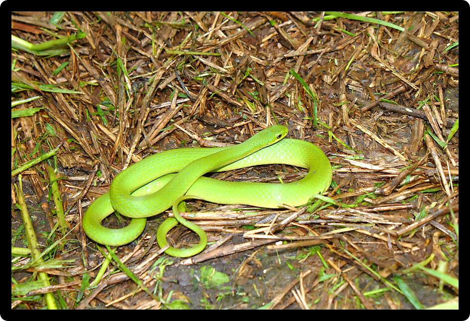 Beautiful Smooth Green Snake (Opheodrys vernalis) in a prairie of Illinois.