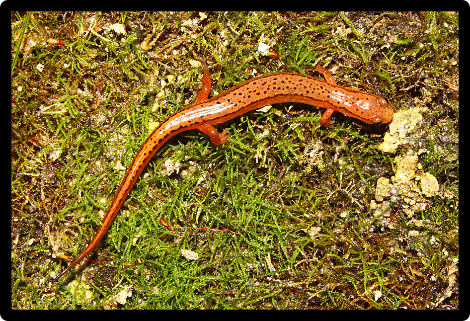 Southern Two-lined Salamander (Eurycea cirrigera) in northern Alabama.