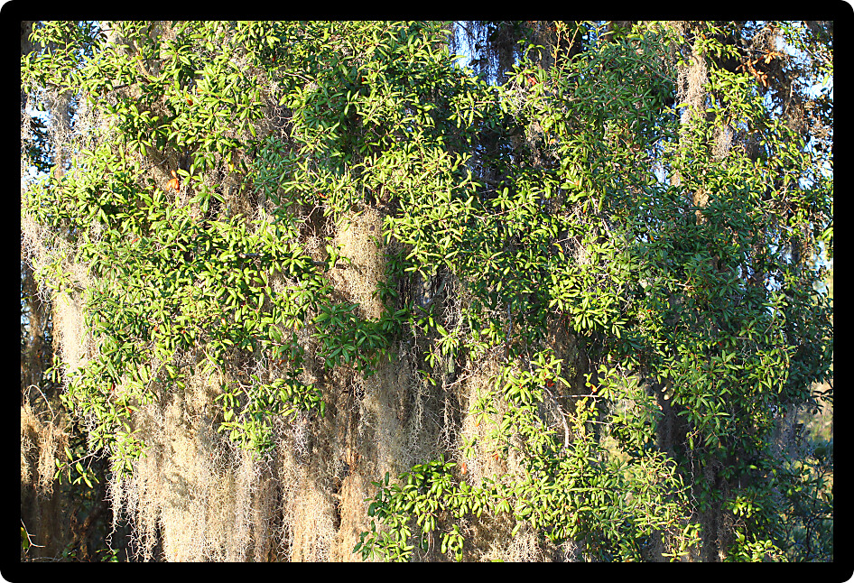 Spanish Moss (Tillandsia usneoides) grows thick in the forest of central Florida.
