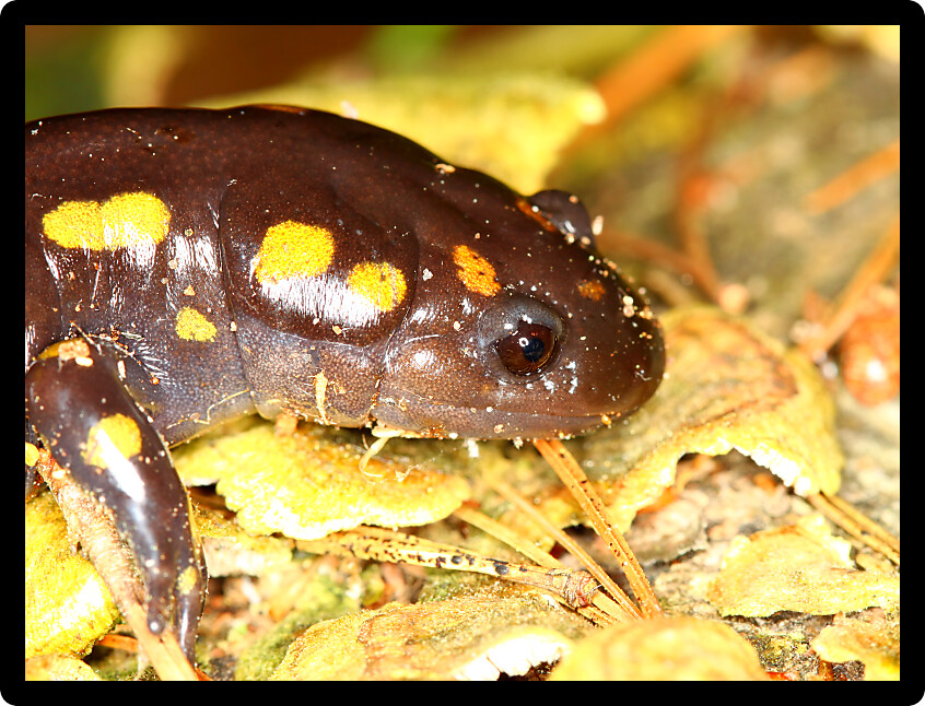 Spotted Salamander (Ambystoma maculatum) found in a forest of Wisconsin.