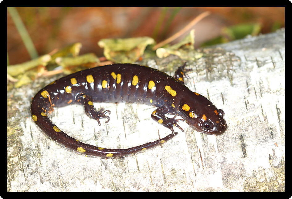 Spotted Salamanders (Ambystoma maculatum) inhabit forests of northern Wisconsin.