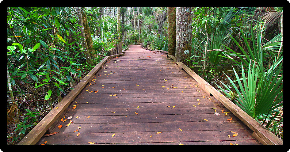 Boardwalk through the wet forest of Wekiwa Springs State Park in Florida.