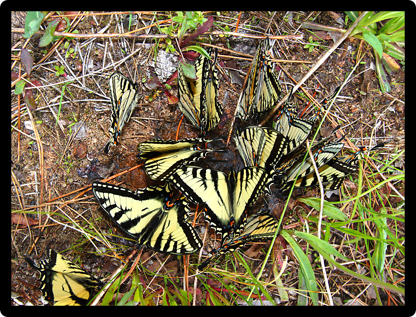 Tiger Swallowtails (Papilio glaucus) gathered in northern Wisconsin.