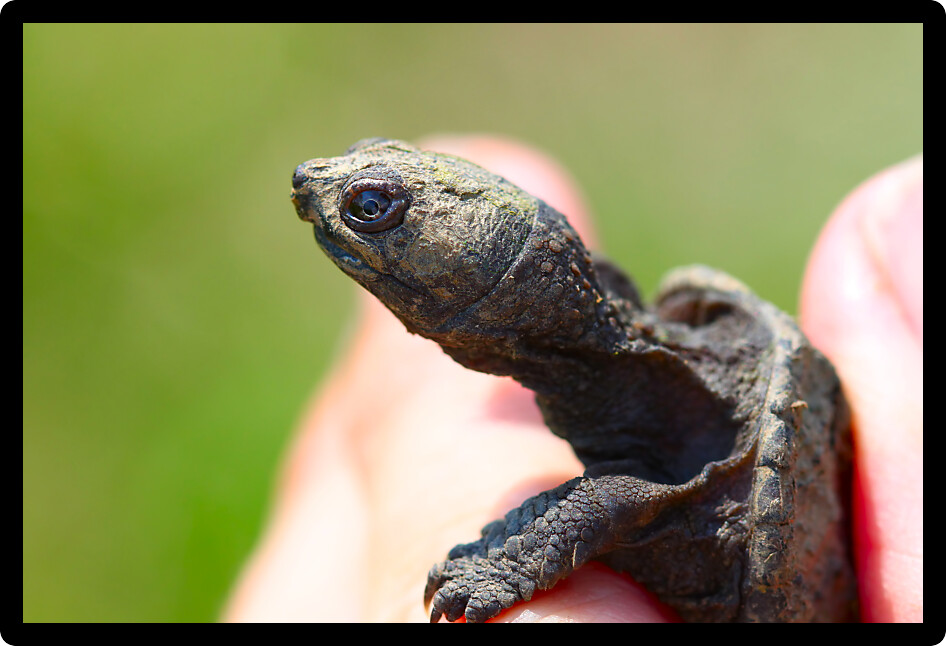 Hatchling Snapping Turtle (Chelydra serpentina) found in northern Illinois.