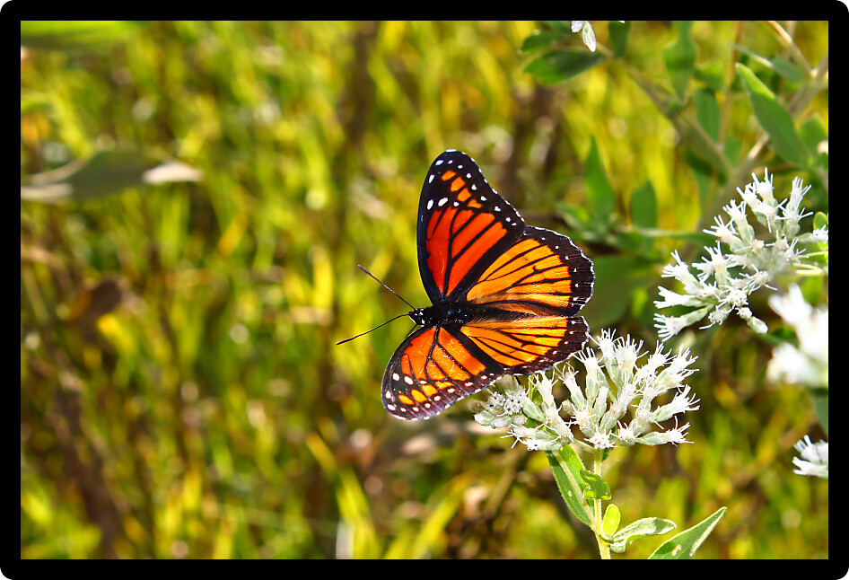 Viceroy Butterfly (Limenitis archippus) on vegetation in the United States.