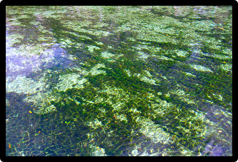 Clear waters of Wekiwa Springs State Park in central Florida.