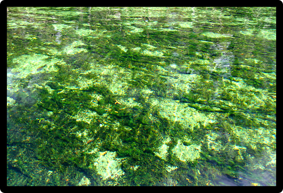 Clear waters of Wekiwa Springs State Park in central Florida.