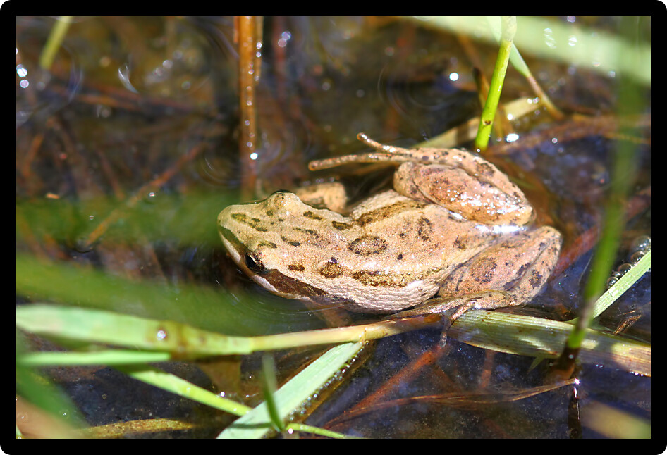 Western Chrous Frog (Pseudacris triseriata) in a wetland of northern Illinois.