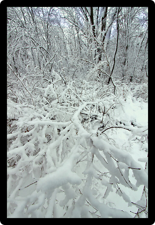 Snowy winter wonderland at Rock Cut State Park in Illinois.