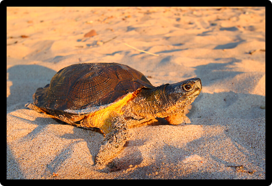 Female Wood Turtle (Glyptemys insculpta) looking for a nesting site on a beach in Michigan.
