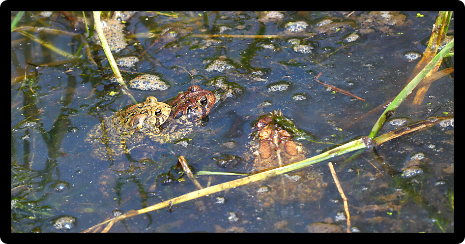 American Toads (Bufo americanus) mating on a warm summer day in the Midwest United States.