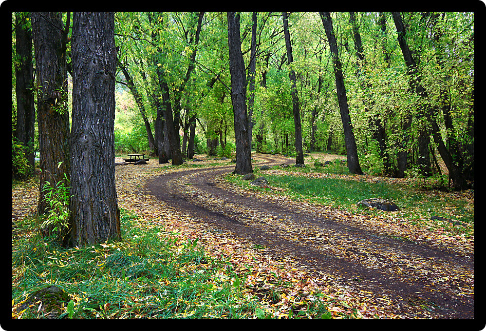 Rustic dirt road through the Cache National Forest of northern Utah.