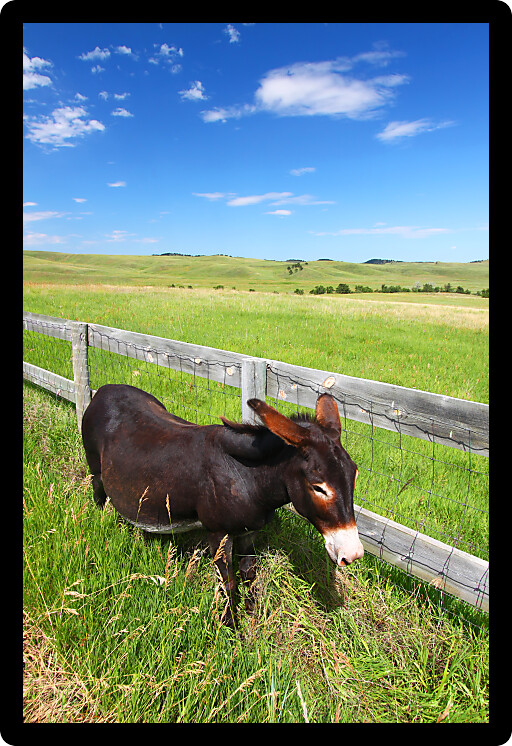 One of the famous begging burros of Custer State Park in South Dakota.