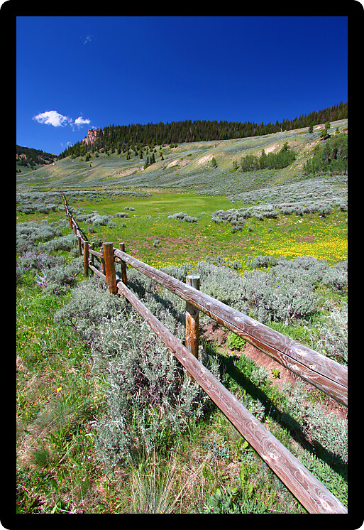 Wildflowers grow along a rustic fenceline in the Bighorn National Forest of Wyoming.