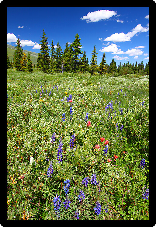 Beautiful wildflowers in a wetland area of the Bighorn National Forest.