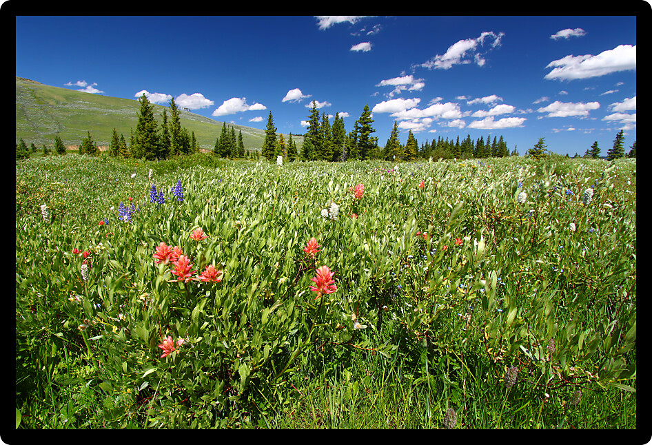 Beautiful wildflowers in the the Bighorn National Forest of Wyoming.