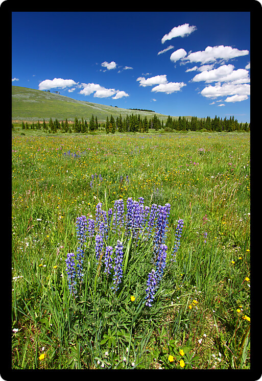 Flowers and bright green vegetation stretch over an open area of the Bighorn National Forest in Wyoming.