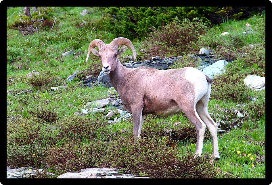 Bighorn sheep (Ovis canadensis) at Logan Pass of Glacier National Park.