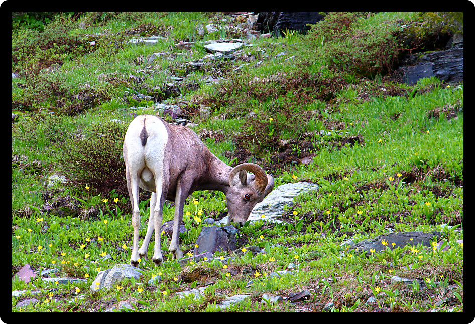 Bighorn sheep (Ovis canadensis) at Logan Pass of Glacier National Park.