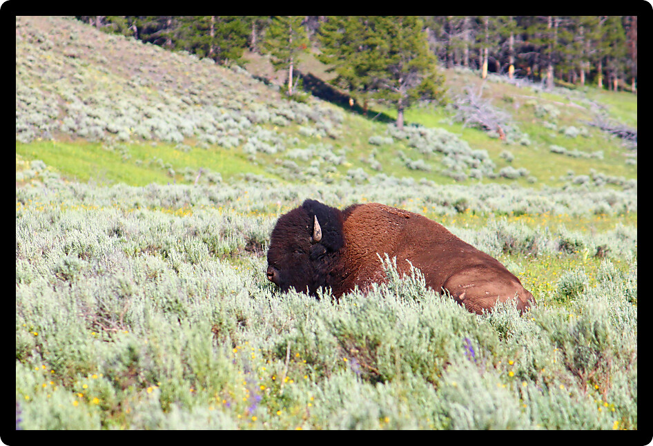 Bison relaxing in Hayden Valley of Yellowstone National Park.