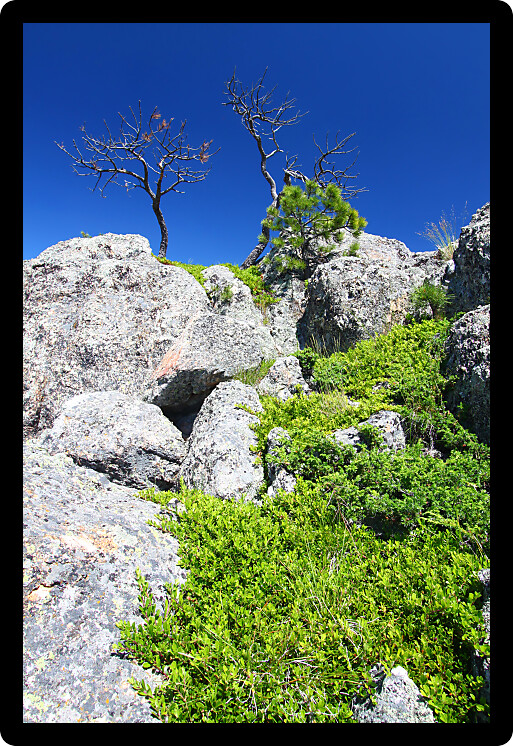 Large boulders dominate the landscape of the Black Hills National Forest in South Dakota.