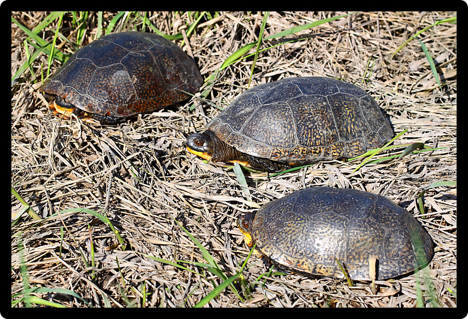 Blandings Turtles (Emydoidea blandingii) emerge from an Illinois marsh on a spring day.