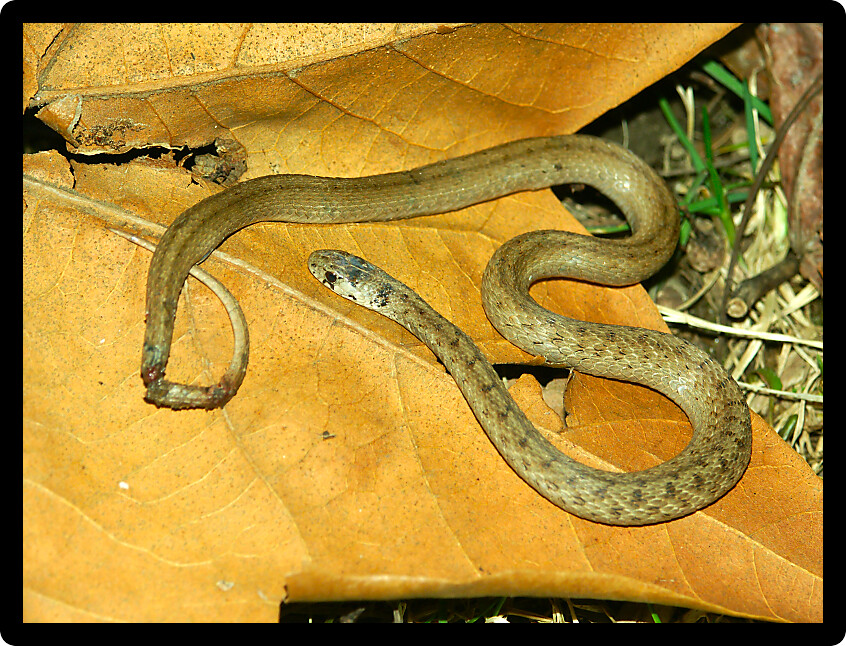 Brown Snake (Storeria dekayi) in an Illinois woodland.
